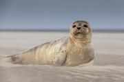 Top Berck-sur-Mer