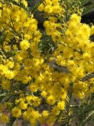 Top Canillas de Aceituno