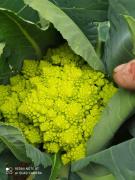 Top Canillas de Aceituno