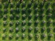 Top Bâu Ruộng (1)