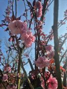 Top Correggi Top Correggi