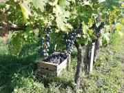 Top Caprino Veronese