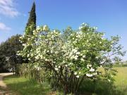 Top Caprino Veronese
