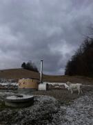 Top Hoczew Top Hoczew