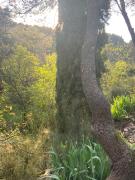 Les Restanques de Bibémus