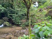 A family house in the woods of Atlantic forest