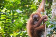 Top Bukit Lawang