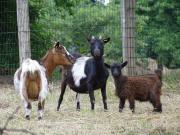 Top Saint-Patrice-du-Désert