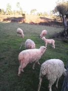 Top Sao Pedro de Tomar