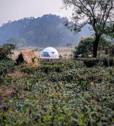 Domestay in Kaziranga