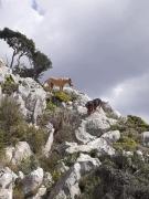 Top Mykines Top Mykines