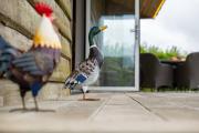 Relaxed Farm Stay Close to South Devon Beaches