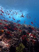 Top Sanur