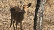 Top Sauraha Top Sauraha
