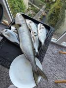 Apartmani Komatina Đenovići 2