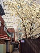 Private House Good Stay Samdeok