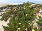 Top Gafanha da Encarnação