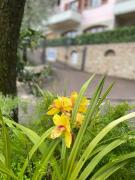 Top Limone sul Garda