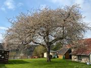 Top Niederehe Top Niederehe