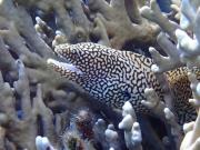 Top Pulau Saonek-kecil