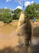 Top Modimolle