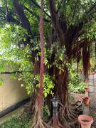 Rudraksh Farmhouse Kotabagh - entire farm Rudraksh Farmhouse Kotabagh - entire farm