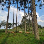 Top São José do Cerrito