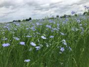 De Mankemerrie Landhuisvilla De Mankemerrie Landhuisvilla