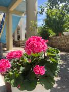 Top Himare