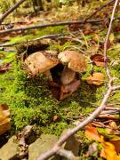 Top Dwerniczek Top Dwerniczek