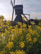 Slapen bij de molenaar