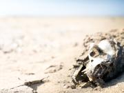 Skeleton Beach Backpackers