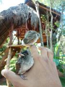 Green land tree house sigiriya