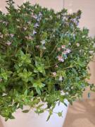 Top Siófok Top Siófok