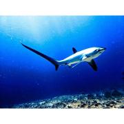 ZHANG RESORT and DIVE CENTER