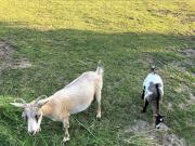 Top Saint-Maurice-lès-Charencey