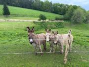 Top Rouffignac Saint-Cernin