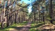 Top Palanga