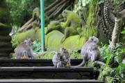 Top Ubud