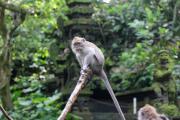 Top Ubud