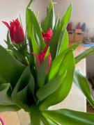 Hohmann - Ferienwohnung Berglyk