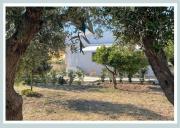 Casa tra gli ulivi Casa tra gli ulivi