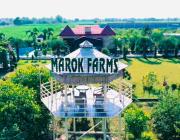 Marok Farm