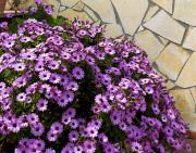 CASA DON TOTO APARTMENT - Family & Comfort Retreat in quiet residential area - Anzio