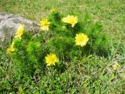 1B, Stuga m havsutsikt & 50m till strand