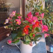 Top Campagnano di Roma