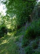 Pretty sunny cottage, Machynlleth