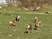 Top Arenas de Cabrales