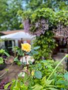 Boshuisjes Veluwe Lila met omheinde tuin