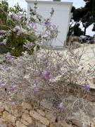 Top Alonnisos Old Town